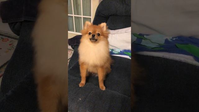 pomeranian puppies barking cutest dogs #short