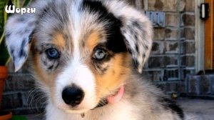 НОВЫЕ ОРИГИНАЛЬНЫЕ ПОРОДЫ СОБАК  NEW ORIGINAL DOG BREEDS