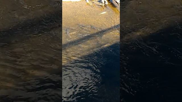 Нерест кеты смотреть онлайн