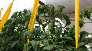 Удобряем конским навозом огурцы и томаты во время плодоношение