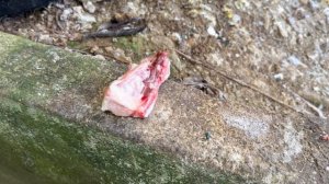 Что посмотреть на острове Бохоль | Жизнь на острове | Бохоль 2023 | Филиппины 2023