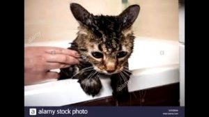 Купание кошки. Как часто мыть домашнюю кошку?