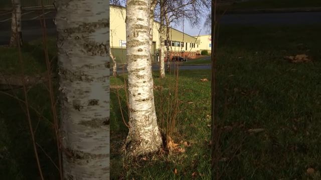 Downy Birch (Betula pubescens) - base of tree - January 2018