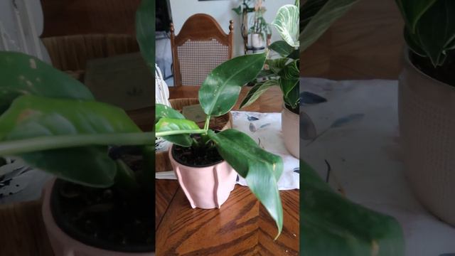 All of My Philodendrons #philodendron #shortsvideo смотреть онлайн