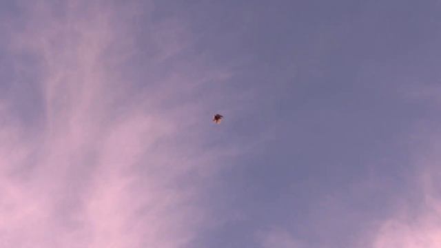 Полет голубят 14.11.2023 г. 4Кmp4 смотреть онлайн