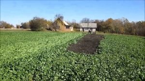 Прикатываем сидераты перед пахотой )