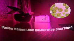 ХЛОРЕЛЛА I ВЫРАЩИВАНИЕ МИКРОВОДОРОСЛЕЙ ДОМА