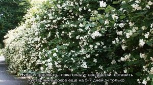 Обрезка чубушника — омолаживающая, формирование