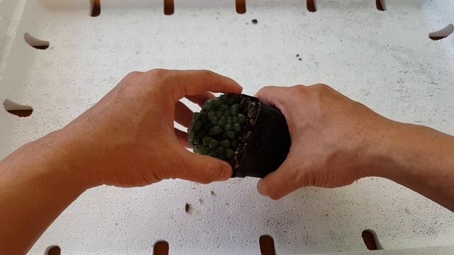 Chăm sóc và nhân giống haworthia cooperi | haworthia cooperi propagation | haworthia cooperi care смотреть онлайн