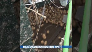 Копаем картофель, картофелеуборочный комбайн Колнаг