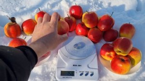 Імунний зимовий сорт .Яблоня Хармоні Делоріна .