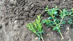 Самшит.  Размножение самшита.