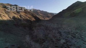 Ролик животные родного края