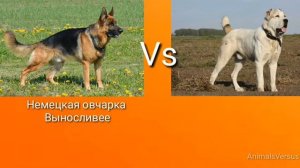 Немецкая овчарка против Алабай! КТО СИЛЬНЕЕ?
German Shepherd VS Alabay!
WHO IS STRONGER?