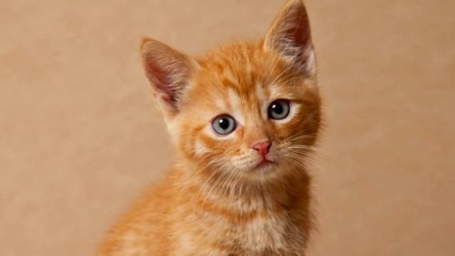 Девушка подобрала на свалке странное существо, через месяц она показала фото питомца, вы АХНЕТЕ смотреть онлайн