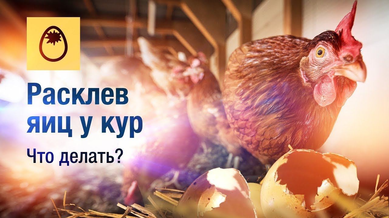 расклев яиц( что делаю с расклевом яиц )