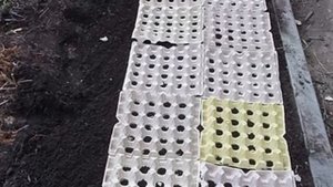 Уникальный метод посадки редиса. Пошаговая инструкция для получения небывалого урожая. Дачные совет