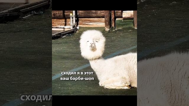 СКОРО БУДЕТ ПОВЫШЕН ДО ЧЕБУРЕКА ! #мем СМЕШНЫЕ ЖИВОТНЫЕ ? #приколы с озвучкой ? #котики ДОБРОЕ ВИДЕ смотреть онлайн