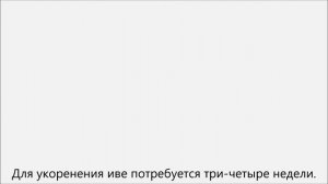 Как посадить иву