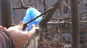 Прививка груши в приклад