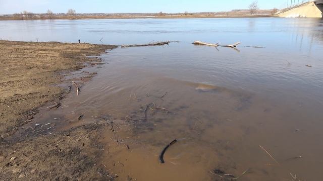 Разлив Мокши на 11 апреля, весна 2021, верба цветет смотреть онлайн