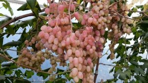 Самый вкусный и привлекательный виноград Розалинда