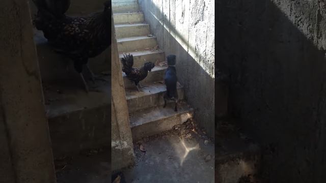 Blanche & Edward смотреть онлайн