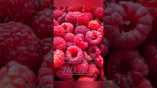 Обзор саженцев и посадочного материала.