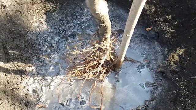 Как посадить яблоню . Весенняя посадка колоновидной яблони 04.04.2021. How to plant an apple tree.