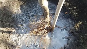 Как посадить яблоню . Весенняя посадка колоновидной яблони 04.04.2021. How to plant an apple tree.