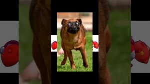 Зелёная собака история