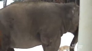 Реакция животных на снег!