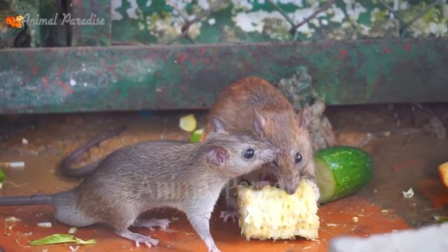 Mischievous animals: elephant, chicken, cat, horse, cow - Animal sounds Part 23 смотреть онлайн