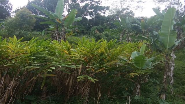 How to Grow Cardamom Plant Grow Cardamom Plant from Seeds Gardening Growing Cardamom Spice (Hindi) смотреть онлайн