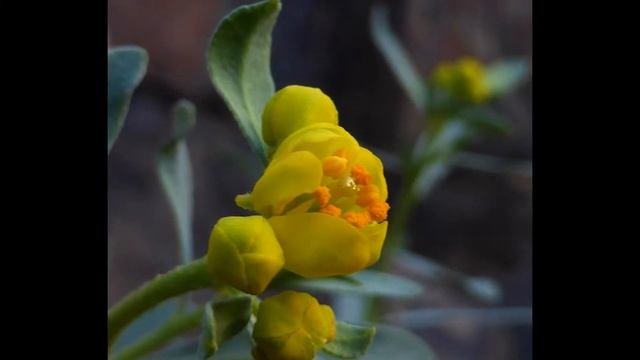 КЛАДАНТУС  (CLADANTHUS)  сем. Сложноцветные