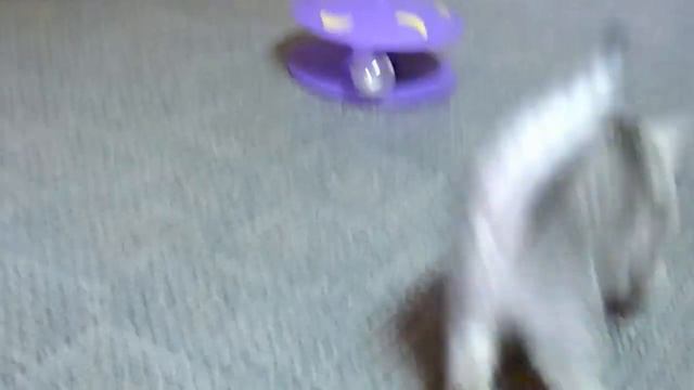 Британские породные котята,редкий  окрас на серебре