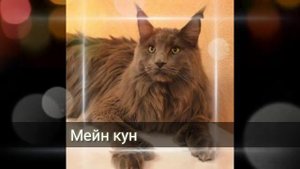 ТОП-5 Пород Кошек которые Избавят от Депрессии