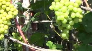 Очарование - виноград сверхраннего срока созревания