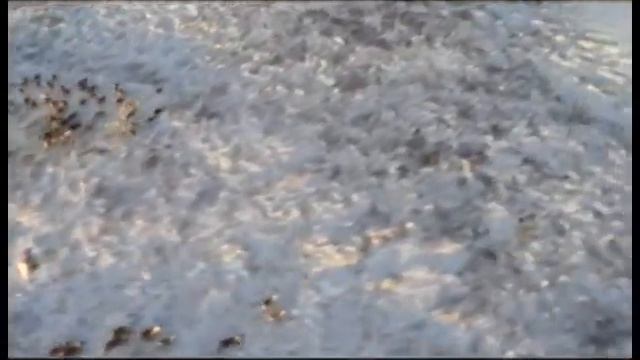 Олимпийский огонь в ненецкой тундре смотреть онлайн