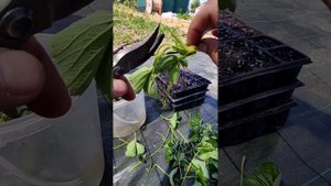 Размножение клубники усами. Пошаговая инструкция