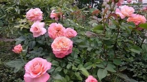 Розы.  Август и вымерзание побегов. Розы с особенностями.