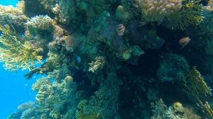 Египет/МОРЕ /РИФ/ ПЛЯЖ /Бухта Хадаба Отель Il Mercato Hotel & Spa