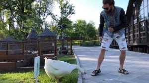 Как погладить Гуся 21.05.2018 (Гусь живет на ВДНХ)