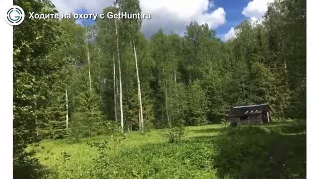 Охота в Вологодской области – Вологодское ОООиР охотхозяйство КОРОТКОВСКОЕ и МЯКСИНСКОЕ