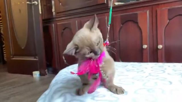 Aldis Burma - Bethoven смотреть онлайн