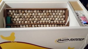 Третий период или вторая фаза инкубации перепелов. Охлаждаем яйцо один раз в день. Дачная Жизнь ТВ.