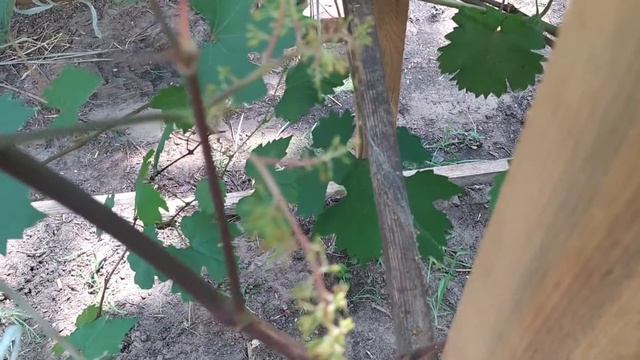 Виноград из косточки. Плохое опыление гроздей. Опылилась одна гроздь. смотреть онлайн