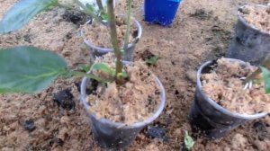 Черенкование пепино. Гиббереллин, предварительные итоги.