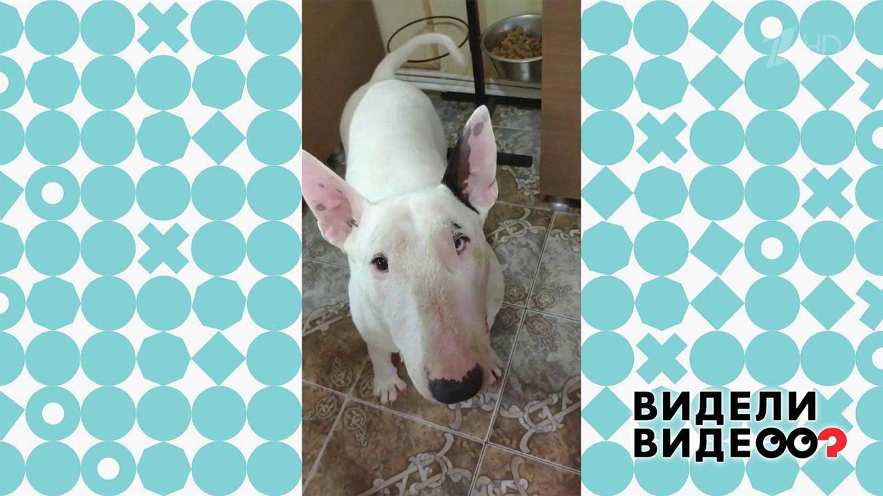 Бультерьер все слышит! Видели видео? Фрагмент выпуска от 10.11.2019