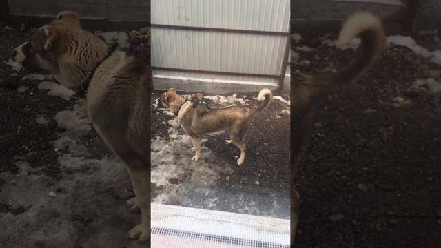 Кавказский волкодав 8 месяцев,чемпионских кровей 🔥